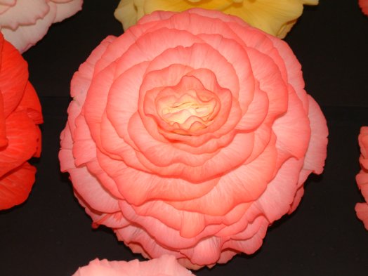 B. ‘Sadie Ramsey’